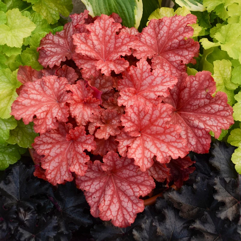 Heuchera Primo® 'Peachberry Ice' – Heuchère 'Peachberry Ice'