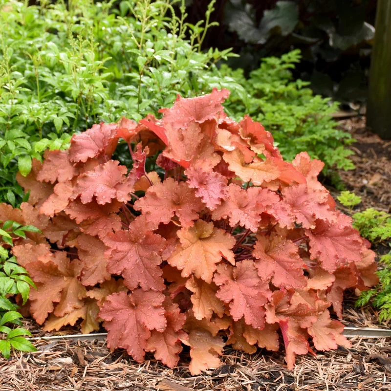 Heuchera Primo® 'Peachberry Ice' – Heuchère 'Peachberry Ice'