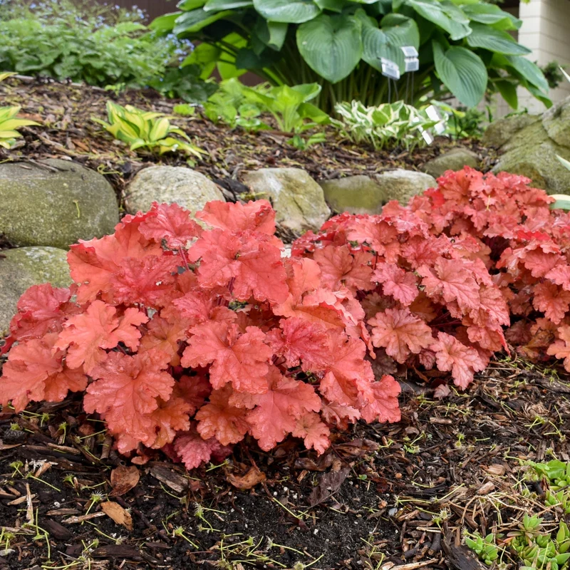 Heuchera Primo® 'Peachberry Ice' – Heuchère 'Peachberry Ice'