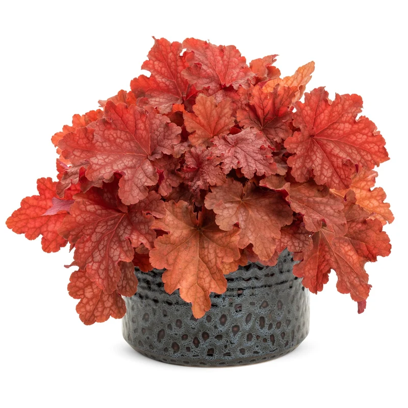 Heuchera Primo® 'Peachberry Ice' – Heuchère 'Peachberry Ice'