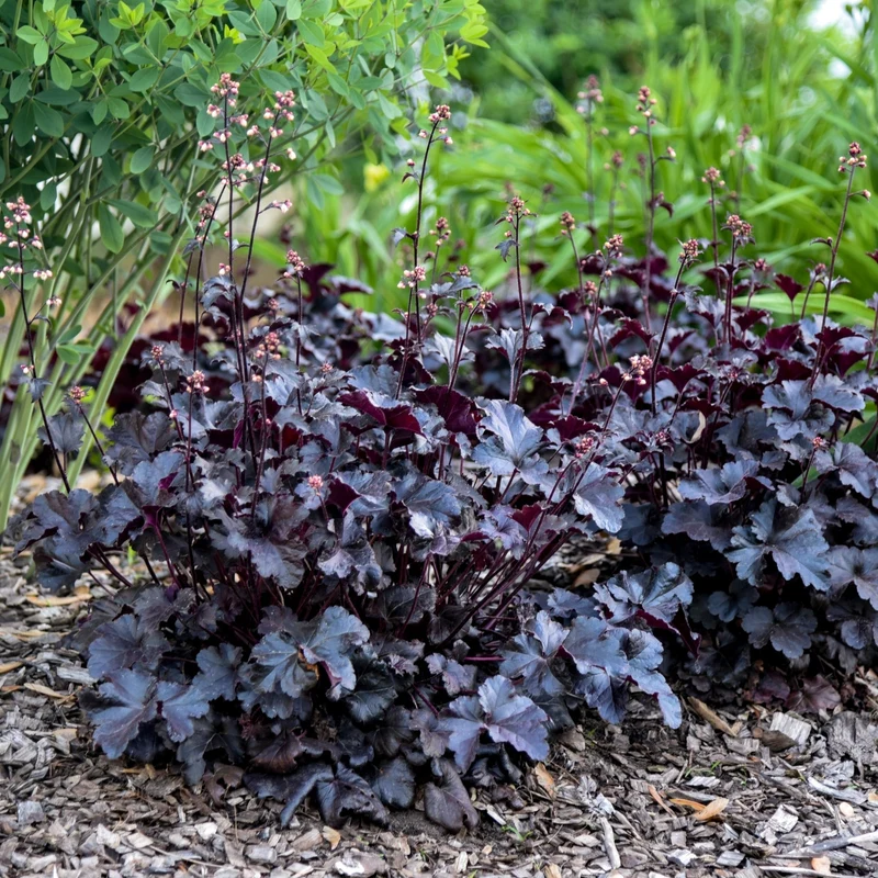 Heuchera Primo® 'Black Pearl' – Heuchère 'Black Pearl'