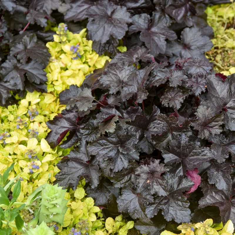Heuchera Primo® 'Black Pearl' – Heuchère 'Black Pearl'