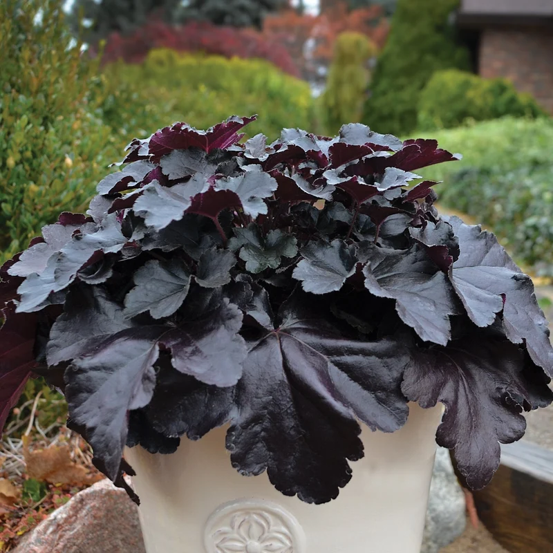 Heuchera Primo® 'Black Pearl' – Heuchère 'Black Pearl'