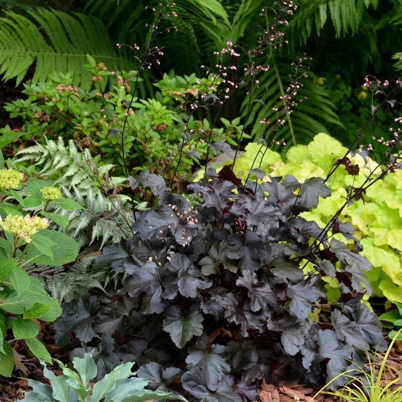Heuchera Primo® 'Black Pearl' – Heuchère 'Black Pearl'