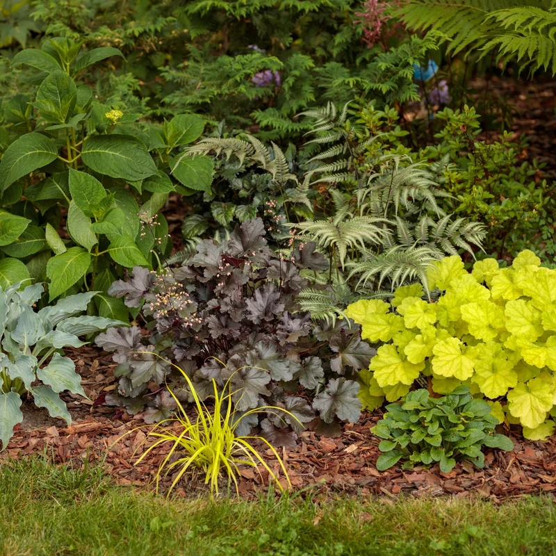 Heuchera Primo® 'Black Pearl' – Heuchère 'Black Pearl'