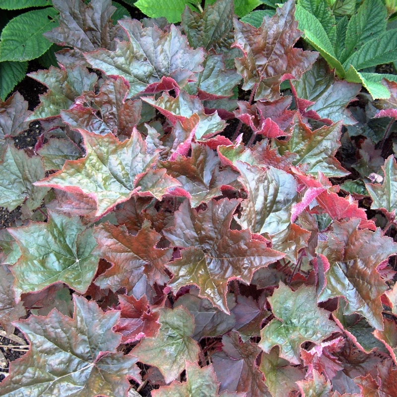 Heuchère 'Palace Purple'
