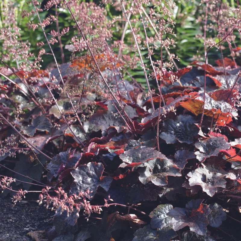 Heuchère 'Palace Purple'