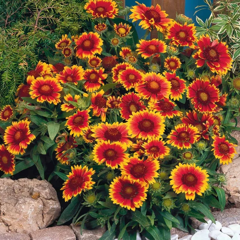 Gaillarde 'Arizona Sun'