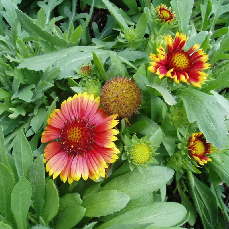 Gaillarde 'Arizona Sun'