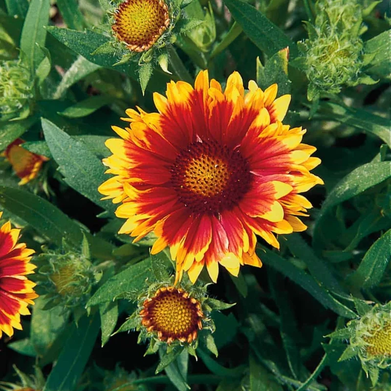 Gaillarde 'Arizona Sun'