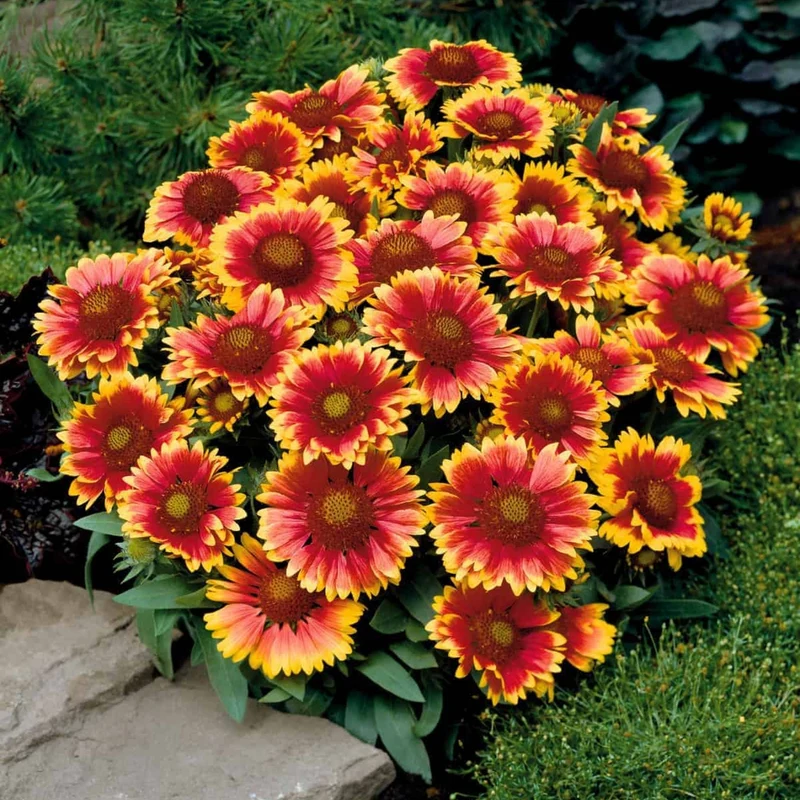 Gaillarde 'Arizona Sun'