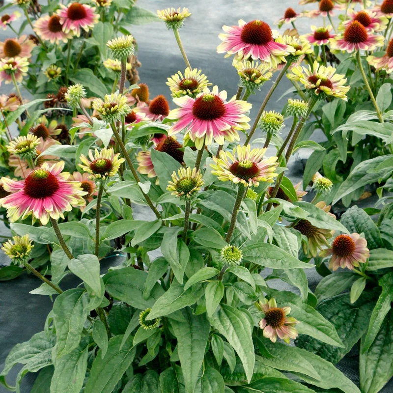 Echinacea 'Sweet Sandia' – Échinacée 'Sweet Sandia'