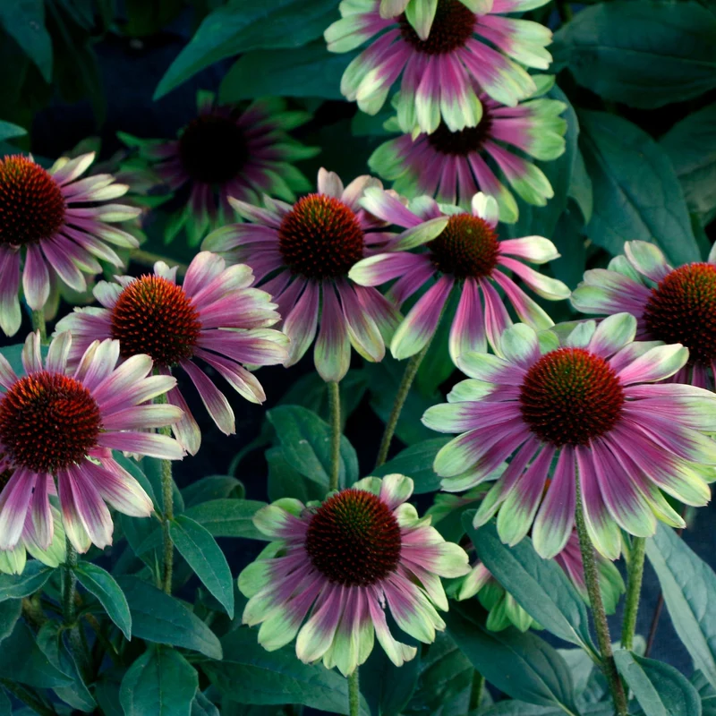 Echinacea 'Sweet Sandia' – Échinacée 'Sweet Sandia'