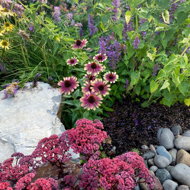Echinacea 'Sweet Sandia' – Échinacée 'Sweet Sandia'