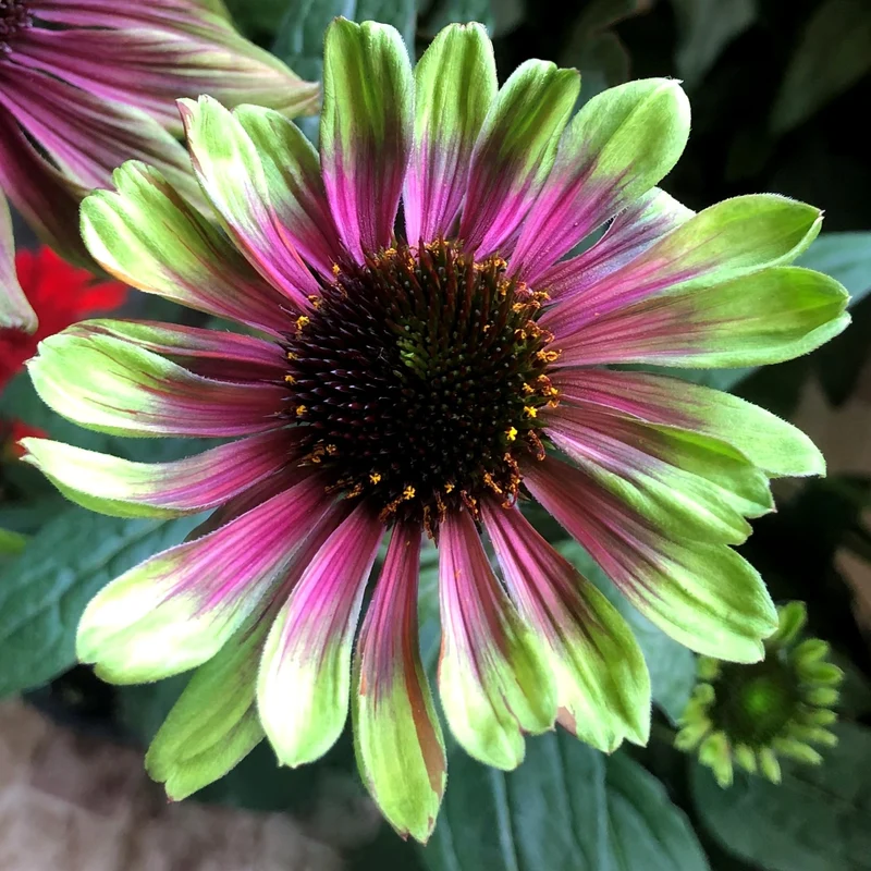 Echinacea 'Sweet Sandia' – Échinacée 'Sweet Sandia'