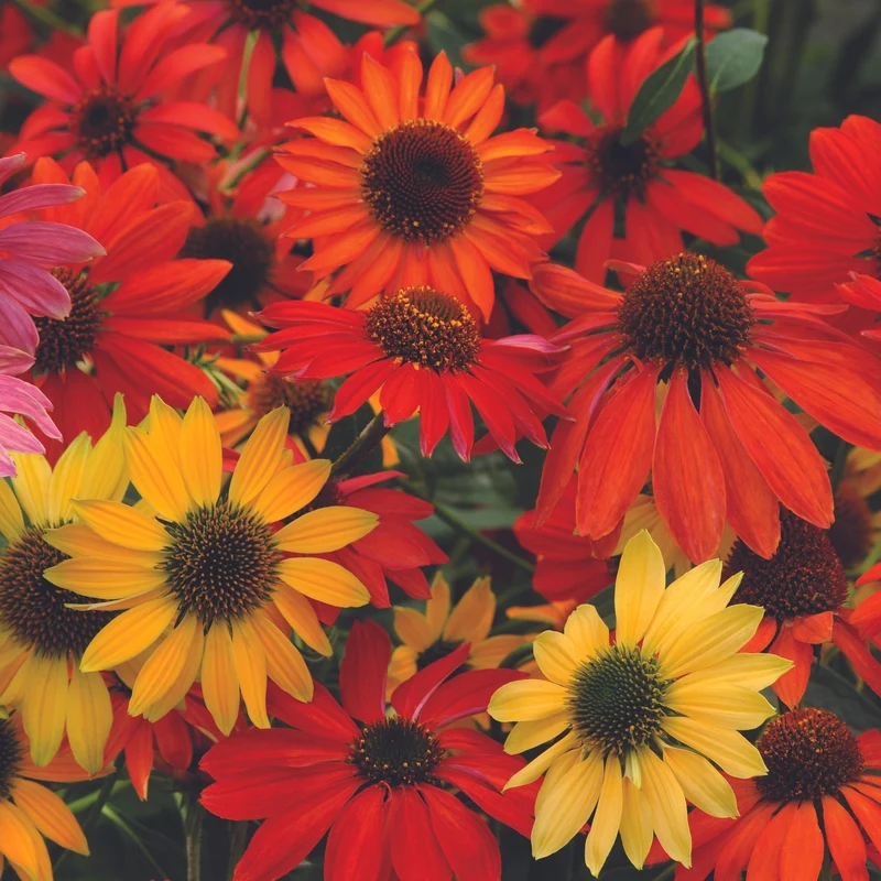 Echinacea 'Cheyenne Spirit' – Échinacée 'Cheyenne Spirit'