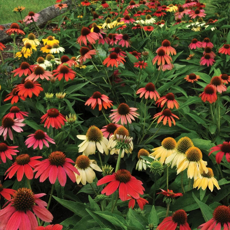 Echinacea 'Cheyenne Spirit' – Échinacée 'Cheyenne Spirit'
