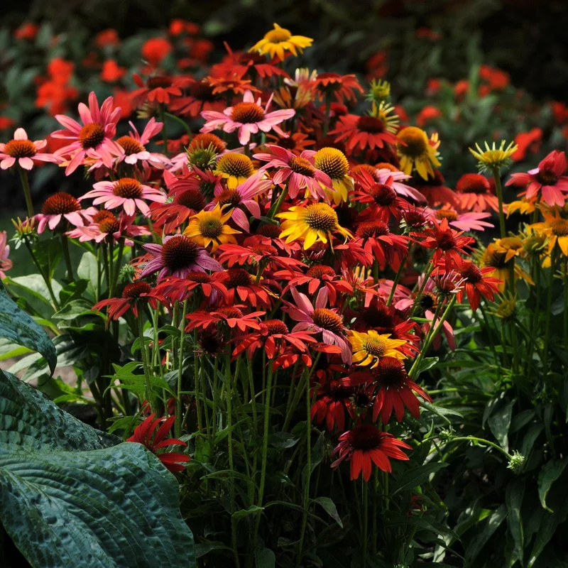Echinacea 'Cheyenne Spirit' – Échinacée 'Cheyenne Spirit'