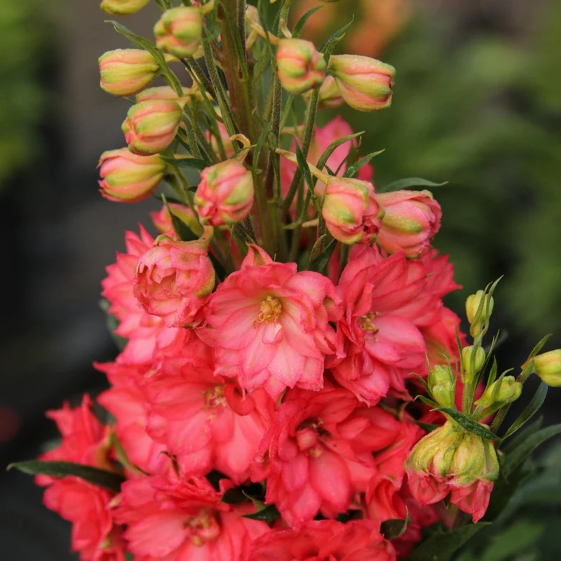Delphinium × hybrida 'Red Lark' – Pied-d'alouette 'Red Lark'
