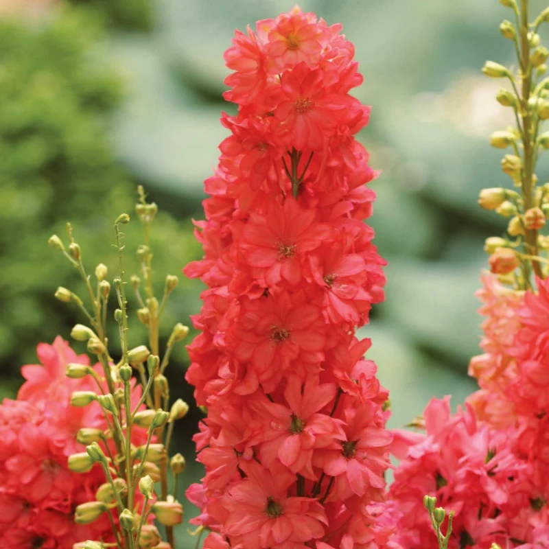 Delphinium × hybrida 'Red Lark' – Pied-d'alouette 'Red Lark'