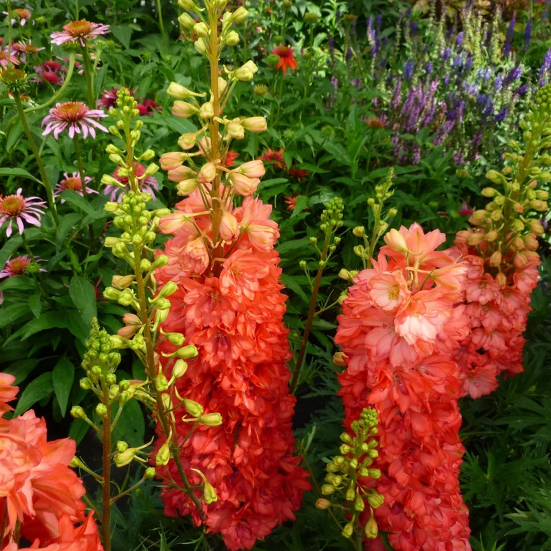 Delphinium × hybrida 'Red Lark' – Pied-d'alouette 'Red Lark'
