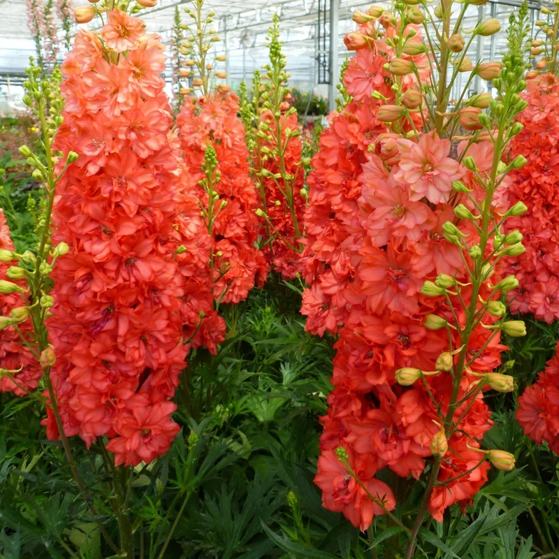Delphinium × hybrida 'Red Lark' – Pied-d'alouette 'Red Lark'