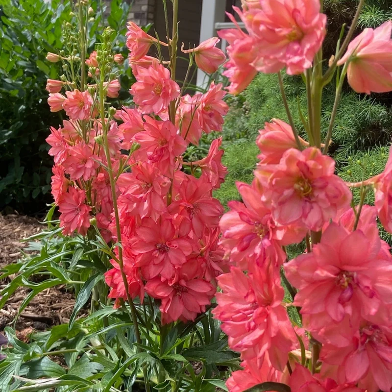 Delphinium × hybrida 'Red Lark' – Pied-d'alouette 'Red Lark'
