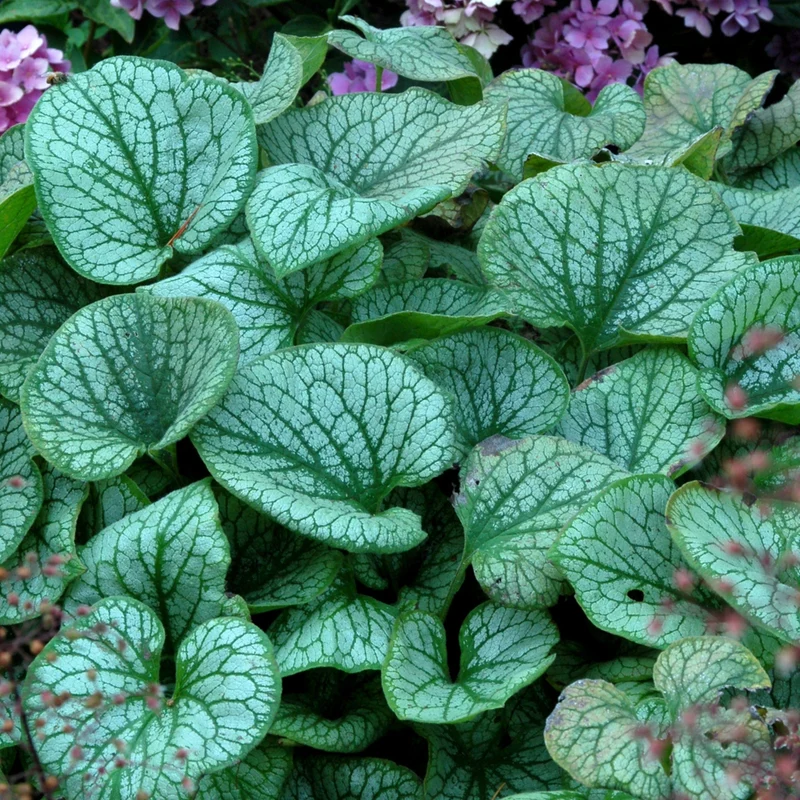 Myosotis du Caucase 'Jack of Diamonds'