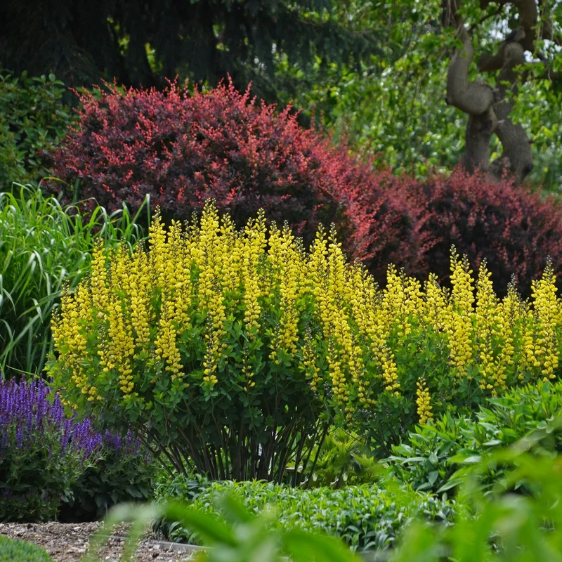 Baptisia Decadence® 'Lemon Meringue' – Lupin indigo DECADENCE® 'Lemon Meringue'
