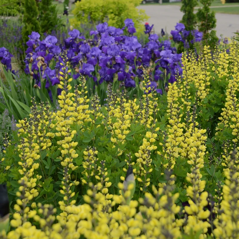 Baptisia Decadence® 'Lemon Meringue' – Lupin indigo DECADENCE® 'Lemon Meringue'