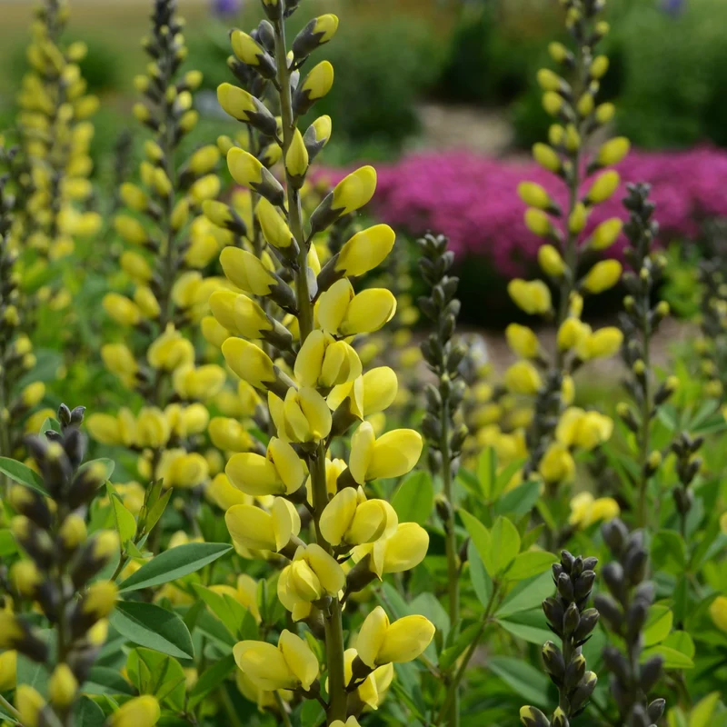 Baptisia Decadence® 'Lemon Meringue' – Lupin indigo DECADENCE® 'Lemon Meringue'
