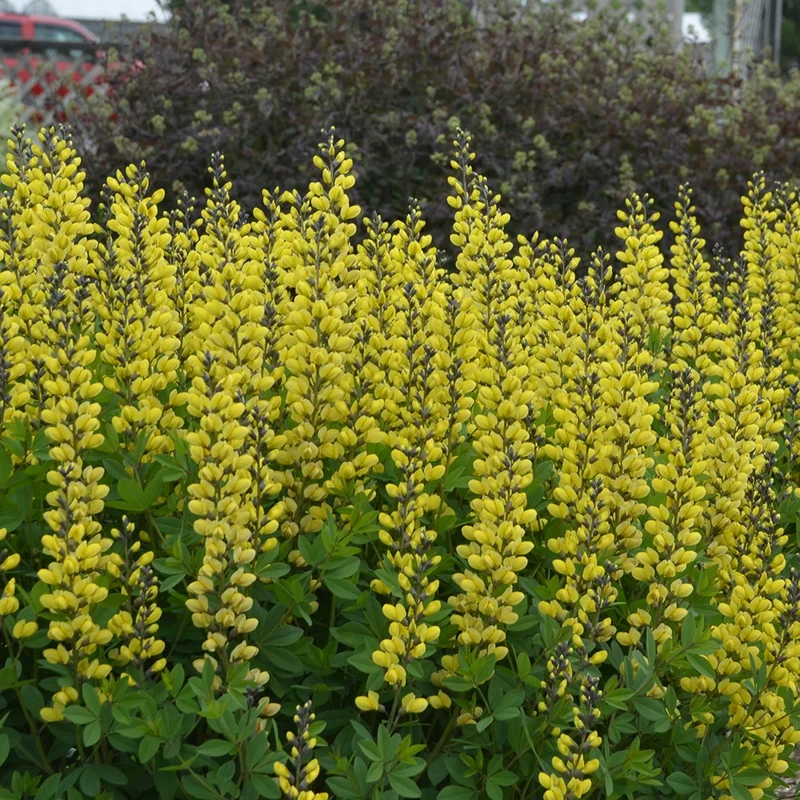 Baptisia Decadence® 'Lemon Meringue' – Lupin indigo DECADENCE® 'Lemon Meringue'