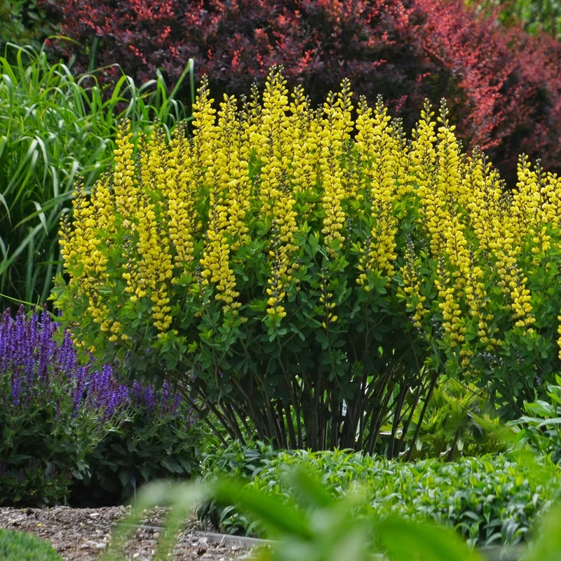 Baptisia Decadence® 'Lemon Meringue' – Lupin indigo DECADENCE® 'Lemon Meringue'