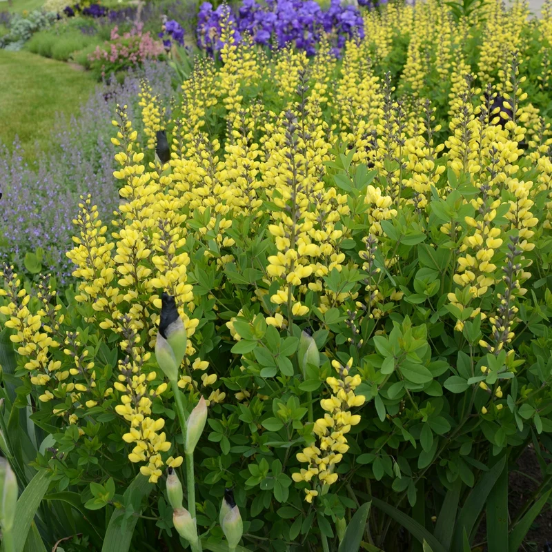Baptisia Decadence® 'Lemon Meringue' – Lupin indigo DECADENCE® 'Lemon Meringue'