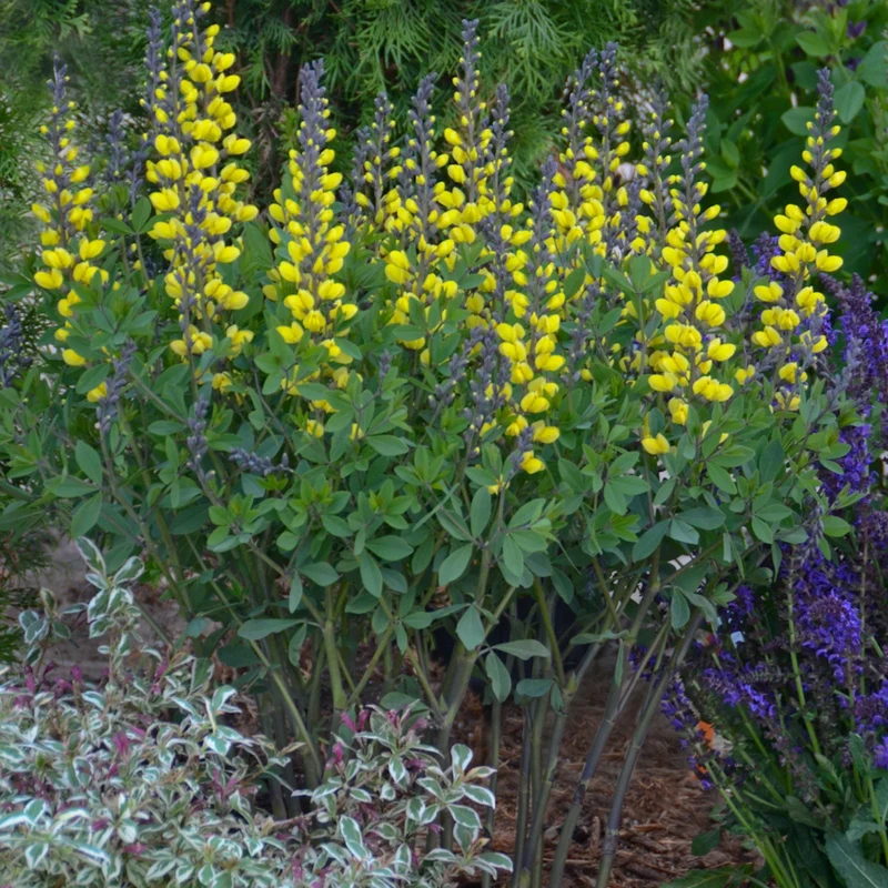Baptisia Decadence® 'Lemon Meringue' – Lupin indigo DECADENCE® 'Lemon Meringue'