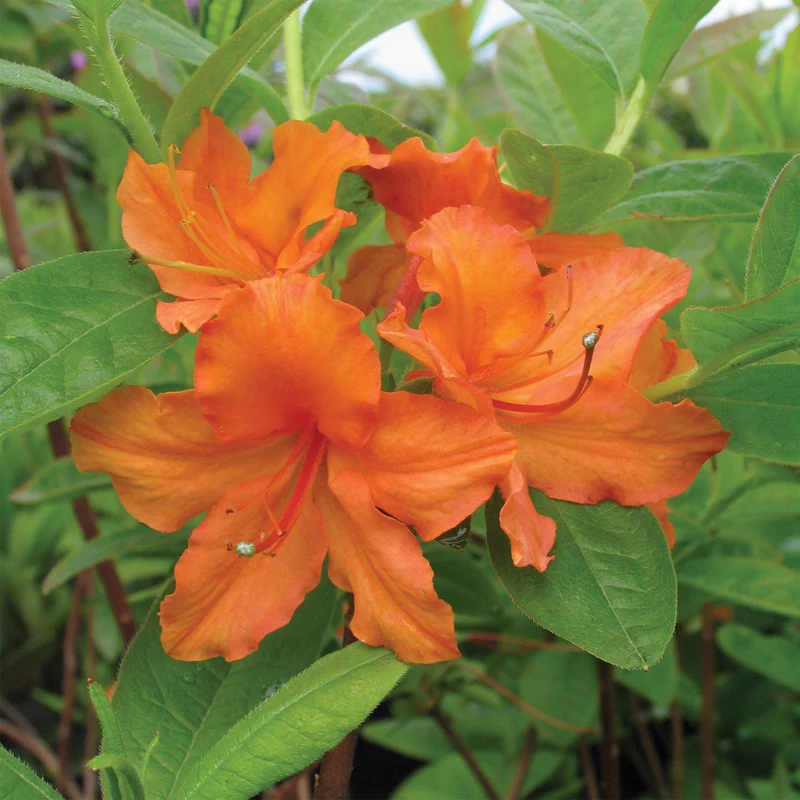 Rhododendron 'Mandarin Lights' (Série Northern Lights™) – Azalée