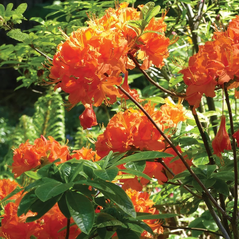 Rhododendron 'Mandarin Lights' (Série Northern Lights™) – Azalée