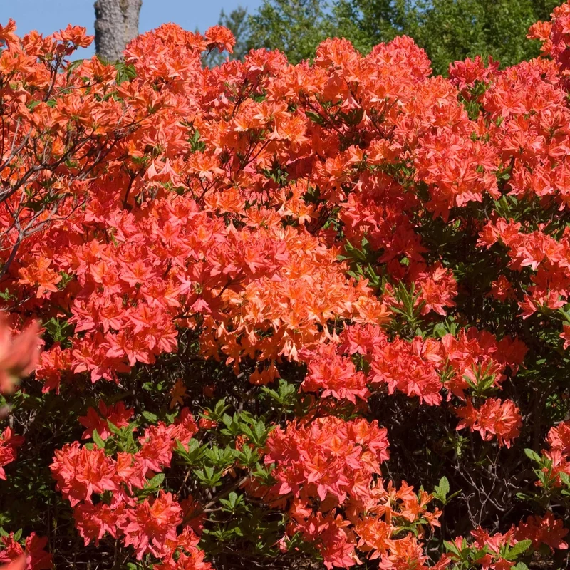 Rhododendron 'Mandarin Lights' (Série Northern Lights™) – Azalée