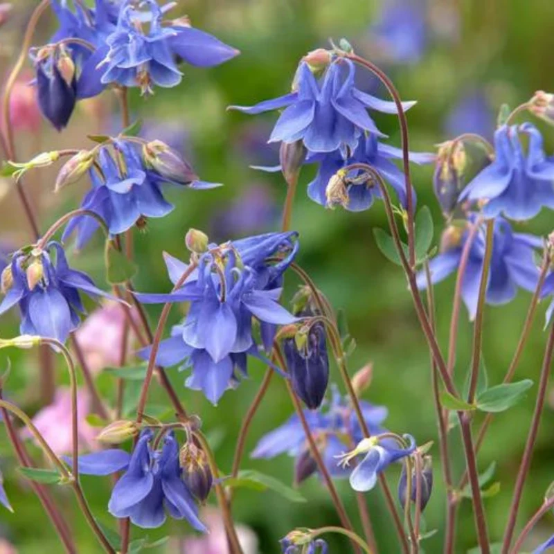 Ancolie 'Biedermeier'