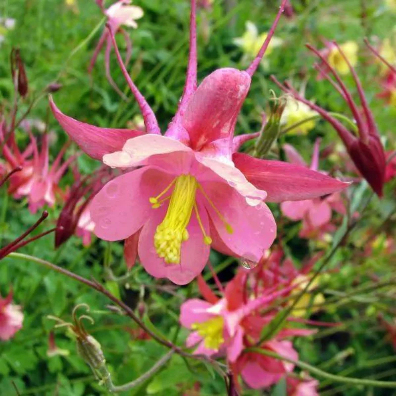 Ancolie 'Biedermeier'