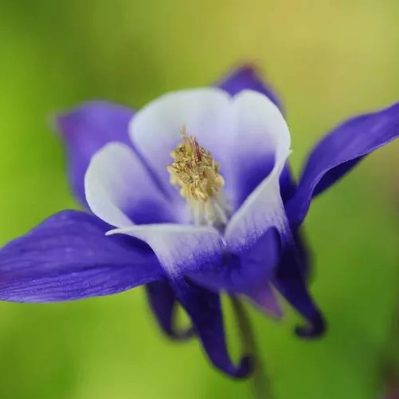 Ancolie 'Biedermeier'