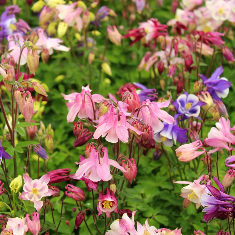 Ancolie 'Biedermeier'
