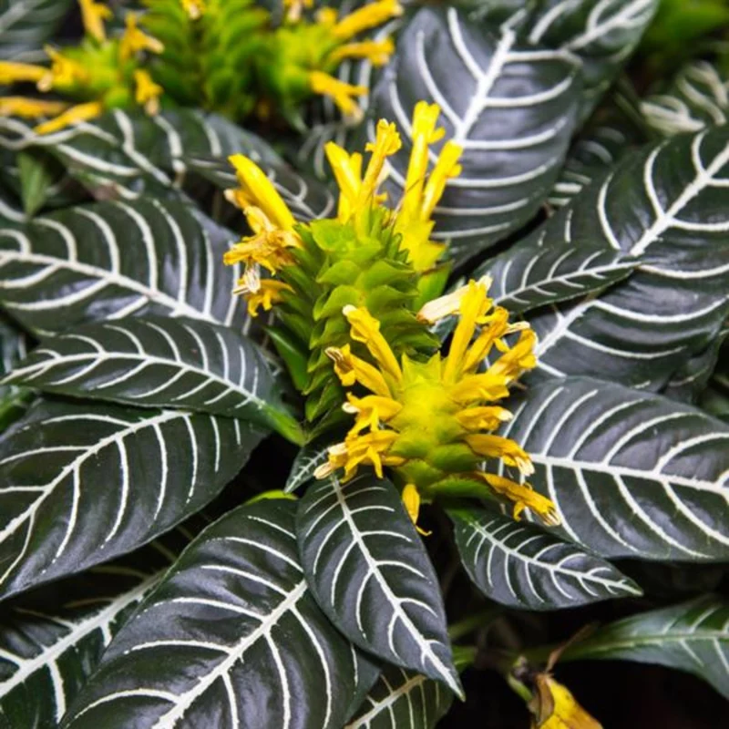 Aphelandra squarrosa – Plante Zèbre