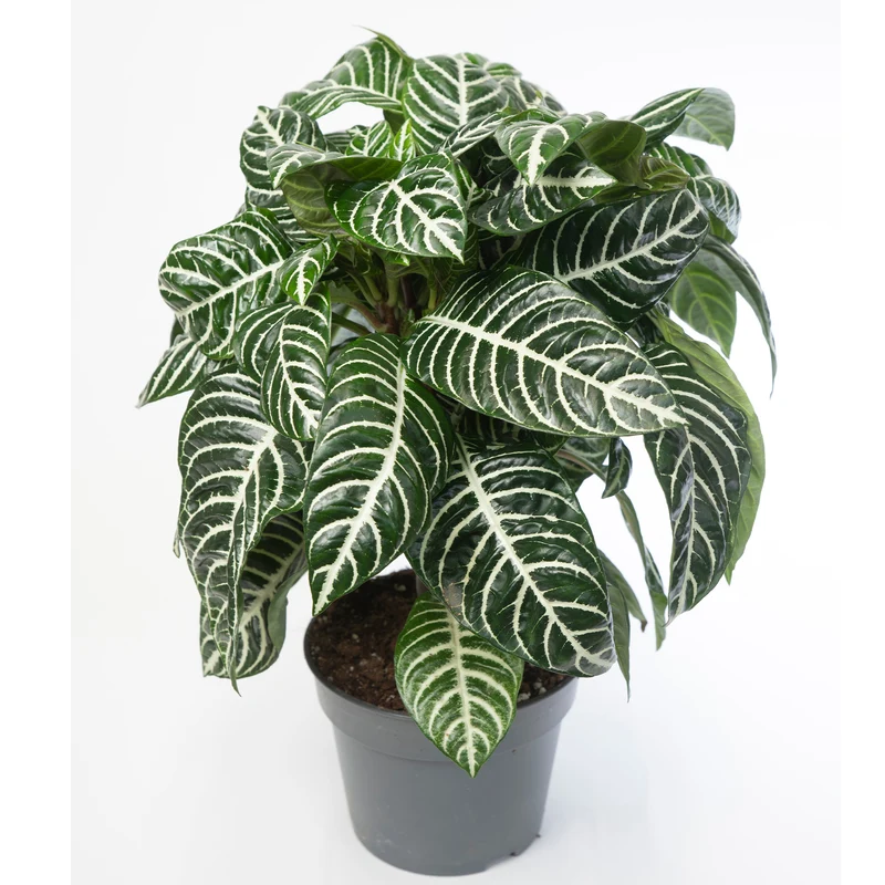 Aphelandra squarrosa – Plante Zèbre