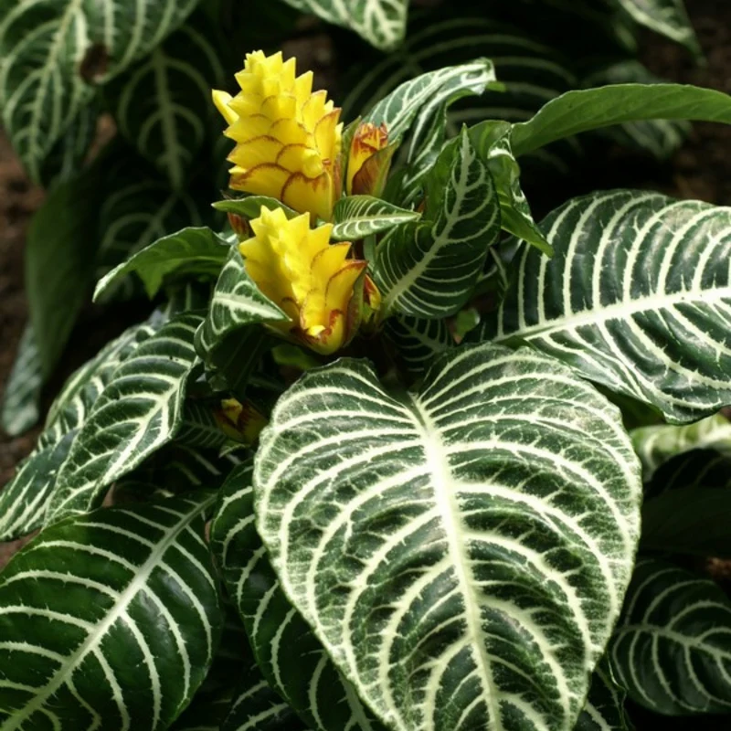 Aphelandra squarrosa – Plante Zèbre