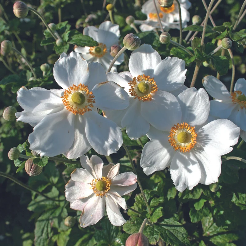 Anemone x hybrida 'Honorine Jobert' – Anémone du Japon 'Honorine Jobert'