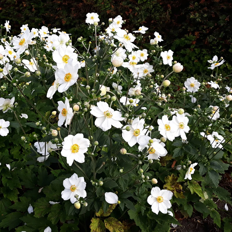 Anemone x hybrida 'Honorine Jobert' – Anémone du Japon 'Honorine Jobert'