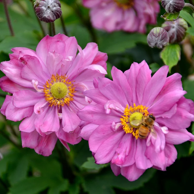 Anemone Fall in Love® 'Sweetly' - Anémone d'automne Fall in Love® 'Sweetly'
