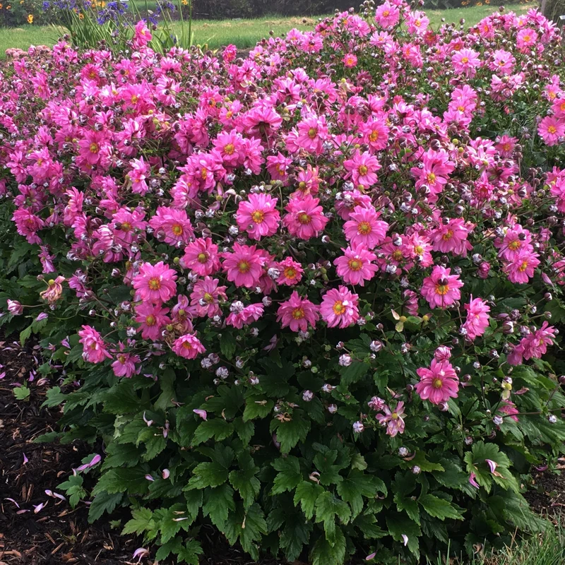 Anemone Fall in Love® 'Sweetly' - Anémone d'automne Fall in Love® 'Sweetly'
