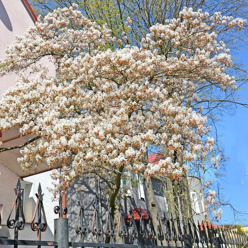 Amelanchier canadensis - Amélanchier du Canada